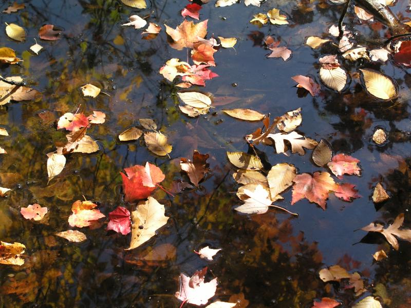 leaves