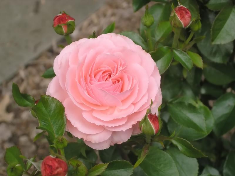 very pink