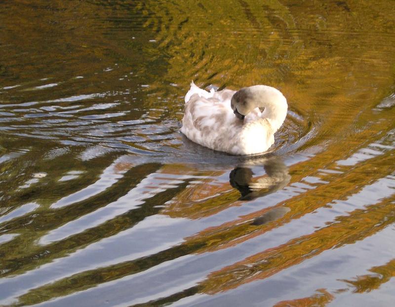 swan baby