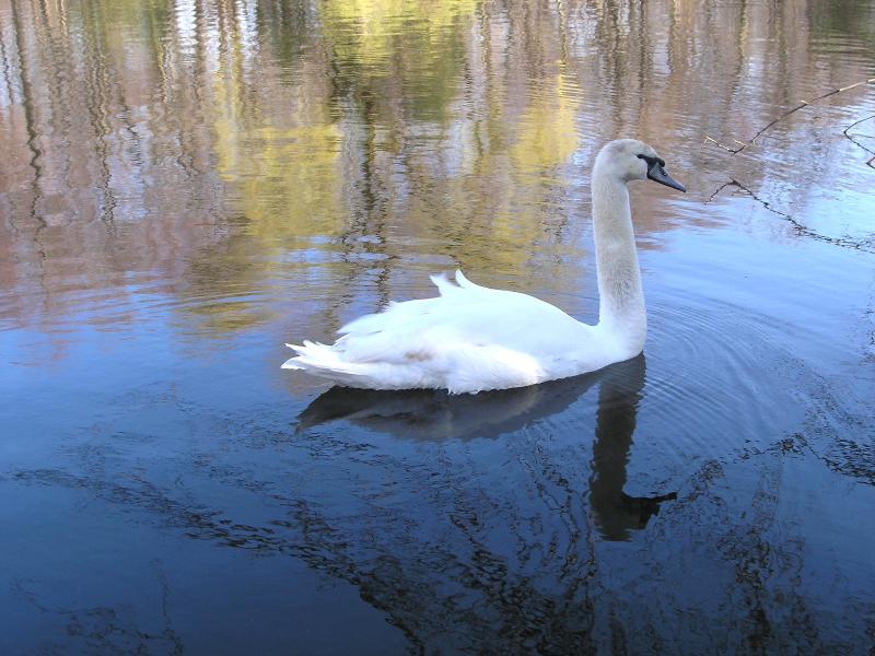 solo swan
