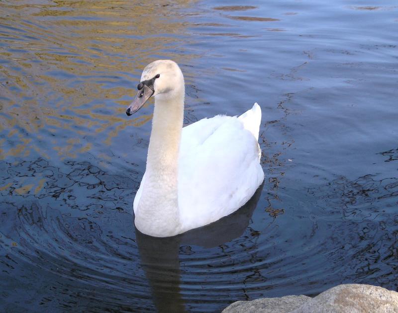 swan