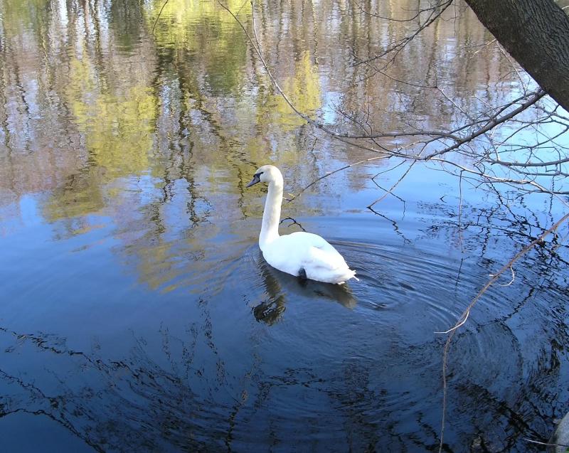 swan lake