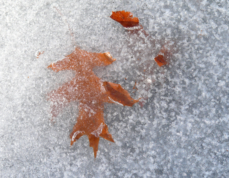 frozen in time