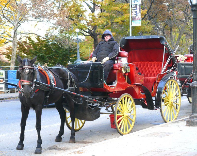 horse and carriage