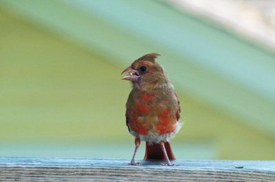 Juvenile cardinal