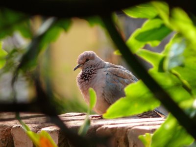 A little dove