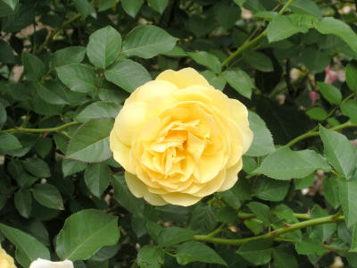 yellow rose