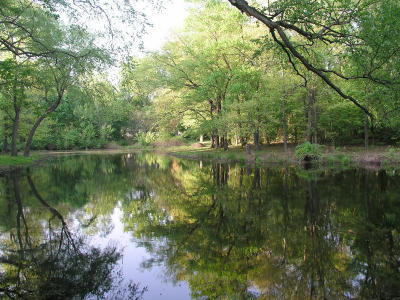 early summer colour around the pond