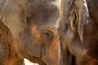 Twycross Zoo 2