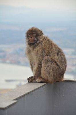 Gibraltar Barbary apes 1