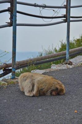 Gibraltar Barbary apes 2