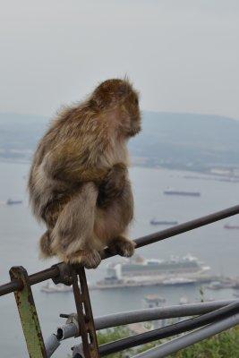 Gibraltar Barbary apes 3