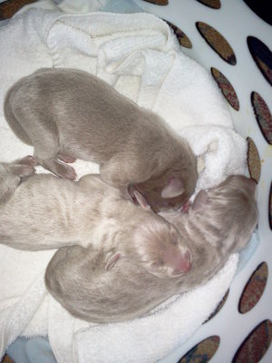 3days old