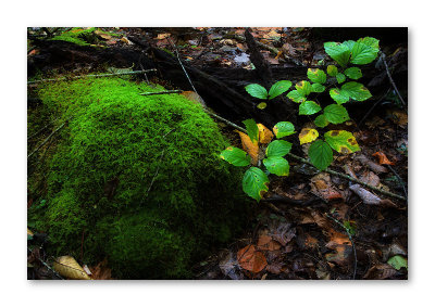 Natures Carpet