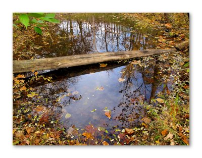 Autumn at the Pond