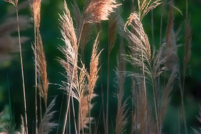 Among the Reeds