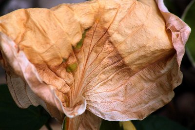 Spent Hosta Leaf