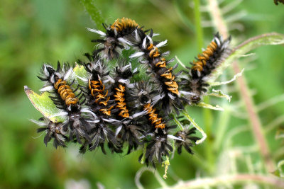 Tiger Moth Caterpillars