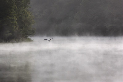 Foggy Morning Flight