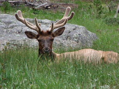 another Big Buck