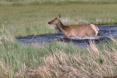  Elk Forging the Stream