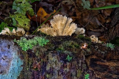 Natures Delicacy  