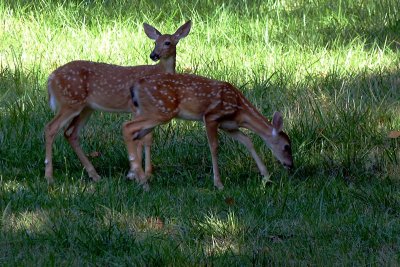 Deer Encounters