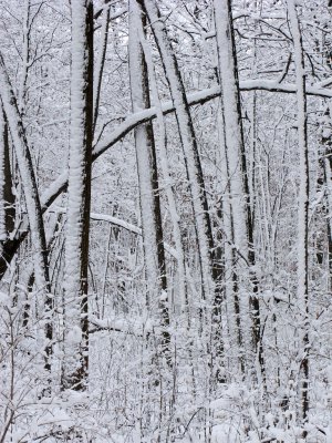 Winter Wonderland with the G9