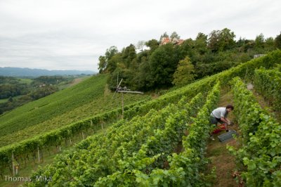 Weingut Tement