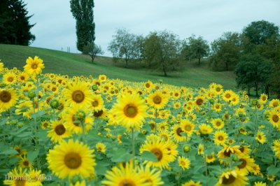 Steirische Weinstrae