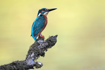 Kingfisher -Alcedo atthis - IJsvogel