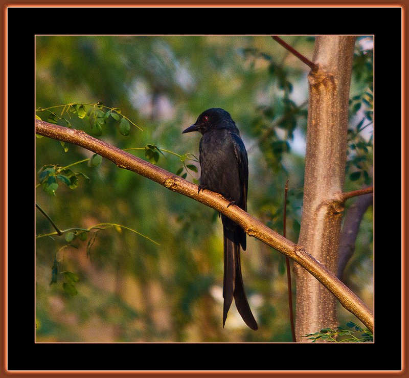 203=Black-Drongo-with-noisy-background.jpg