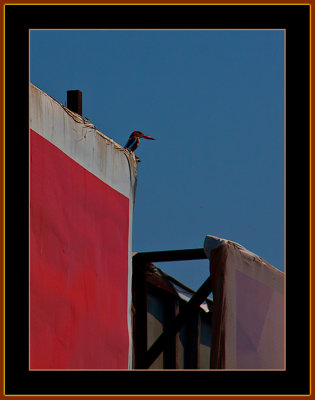 137-Whitebreasted-Kingfisher-on-Advertisment-board.jpg