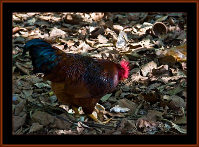 79=Indian-Rooster.jpg