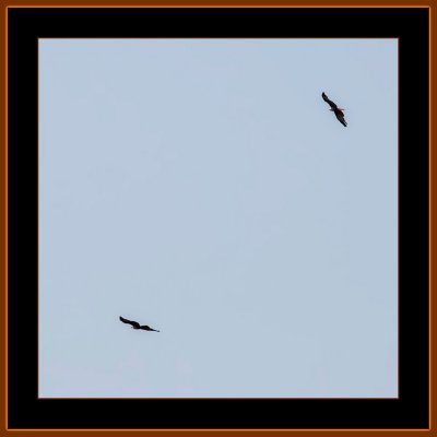 153=Hunting-Brahminy-Kites.jpg