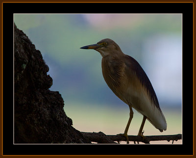 BIRDS IN GOA IN INDA 2