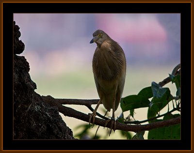 156=IMG_5222 = Pond Heron.jpg