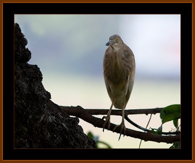 155=IMG_5204 = Pond Heron.jpg