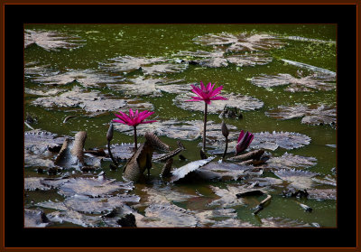 126=Waterplants-Goa-in-India.jpg