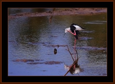 165=-Blackwinged-Stilt-=-Himantopus-himantopus.jpg