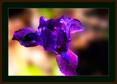 133=-Floating-Iris.jpg
