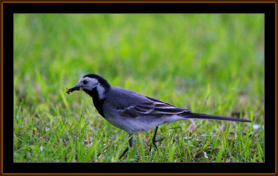 88=Wagtail-with-more-than-Food.jpg