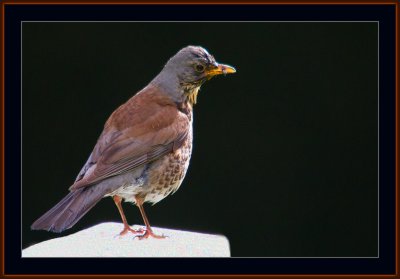 89=Fieldfare-on-a-Gravestone.jpg