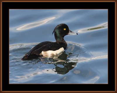 99=Tufted-Duck=IMG_6906.jpg