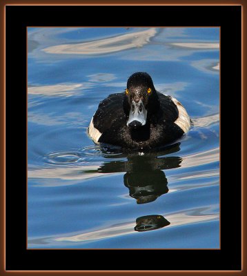 100=Tufted-Duck=IMG_6911.jpg