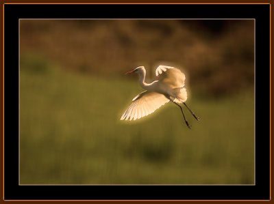 172=-Great-Egret-in-for-landing.-jan.-2012.jpg