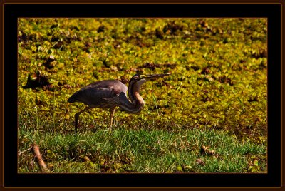 175=-Purple-Heron-jan.-2012-V2.jpg