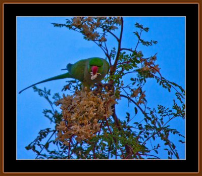 181=Rose-ringed-Parakeet-jan.-2012-#2.jpg