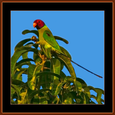 187=IMG_7235-=-Plumheaded-Parakeet-male.jpg