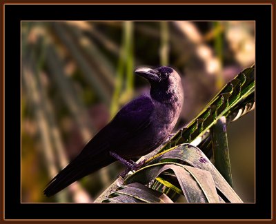 214=Indian-House-Crow-in-a-Coconut-Palm-V1.jpg